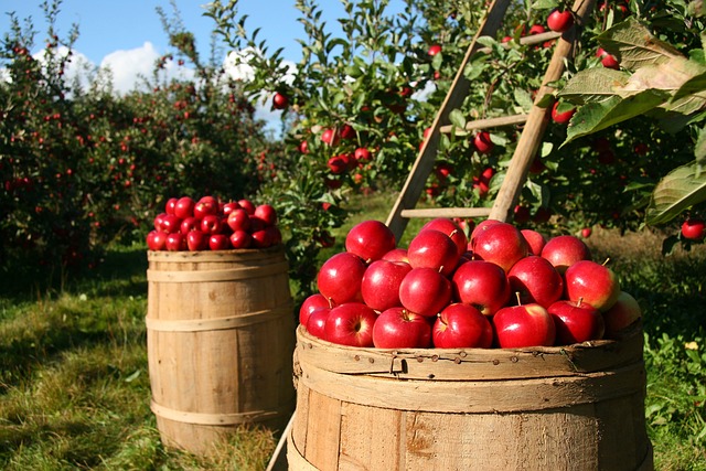 Jak skutecznie przechowywać jabłka w chłodni